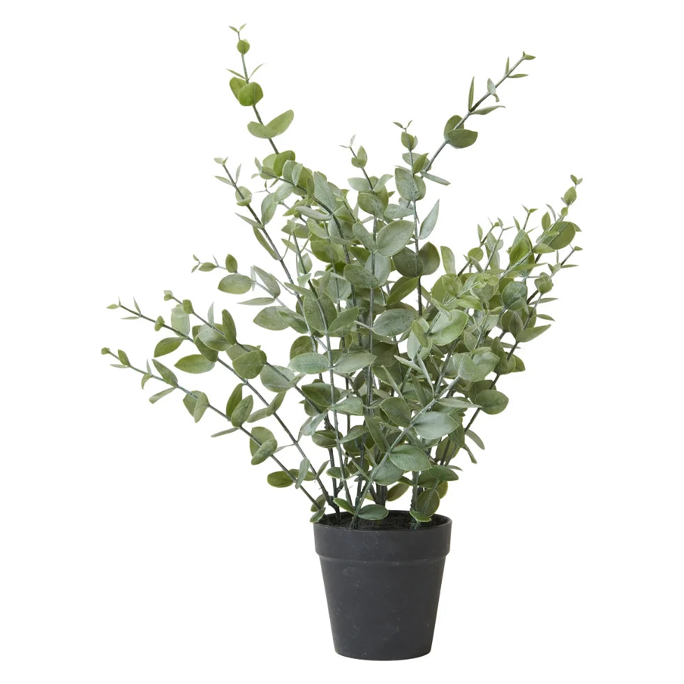 Eukalyptus I Potte Evighedsblomst 40 cm.
