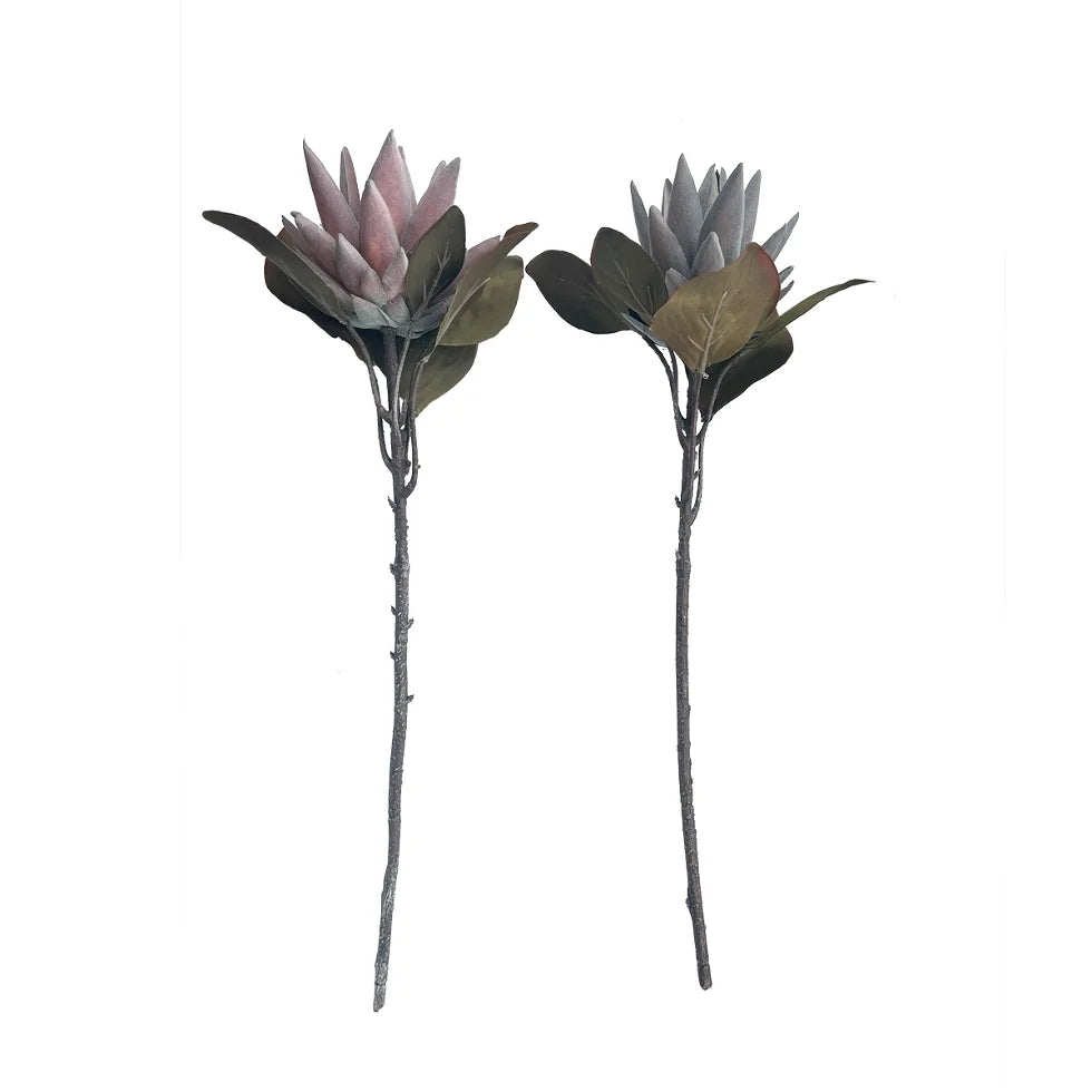 Evighedsblomst Protea 52 cm.