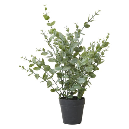 Eukalyptus I Potte Evighedsblomst 40 cm.